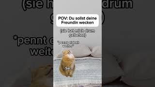 Klar wieder meine Schuld  #cat #cats #funny #catvideos #lustig #katzenvideos #memes #katzen #katze