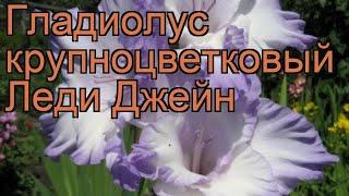 Гладиолус крупноцветковый Леди Джейн (gladiolus)  обзор: как сажать, рассада гладиолуса Леди Джейн