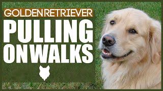 How To STOP Your GOLDEN RETRIEVER PULLING ON WALKS