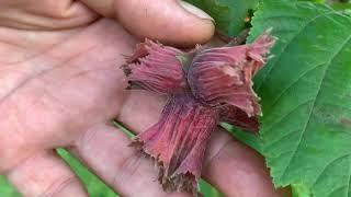 ФУНДУК в БЕЛАРУСИ .ВАРШАВСКИЙ  КРАСНЫЙ Corylus avellana 'Warszawski Czerwony' #фундук#сад #дача