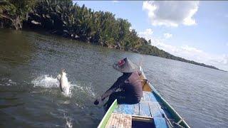 barramundi pinggiran mengamuk lagi pancing asal turun disikat habis #kakapputih #pancingkulup