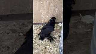 pigeon baby #uzbekistan #russia #turkestan #pigeon #tauben #golubi #golub #kabootar #reels #rek