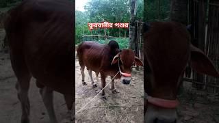 #song #hindisong #coversong #love #dsb #helicopter #music #lifeisbutadream #আম #unfrezzmyaccount