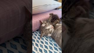 Kitten Kisses and Grooms Mama. Cutest Love Ever️ #KittenLove #MamaCatMoments #CatKisses