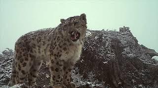 Monitoring the Snow Leopard Video from Tashi R. Ghale