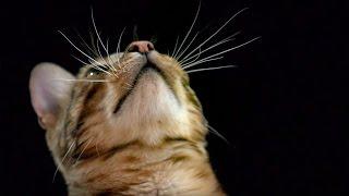 How Do Cats Use Their Whiskers? Slow-Motion | Cats Uncovered | BBC Earth