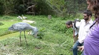 A humble chat with a Shoebill.  (Balaeniceps rex)