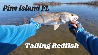 Pine Island FL: Tailing Redfish