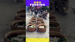 Puppy  Love  Feeding #viral #pets #cute #eating #ytshorts #video