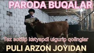 Paroda buqalar Yangi partiya Kechki dasturimizda PULI arzon