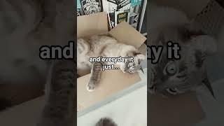 My cat: So what? #cat #funny #catshorts #trending #cattok