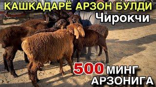 УТ ЙУК НАРХЛАР ТУШИБ КЕТДИ! 4 ИЮН КУЙ КУЗИ НАРХЛАРИ 2025. Кашкадарё Чирокчи Млл Бозори Нархлари.