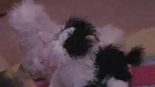 KJ Webkinz Idol