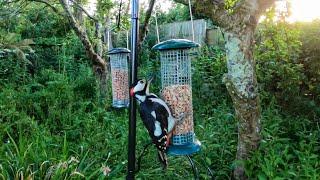 Male Great Spotted Woodpecker Visits Our Garden In Cornwall