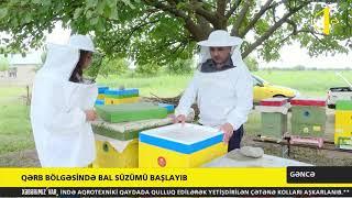 Qərb bölgəsində bal süzümü başlayıb