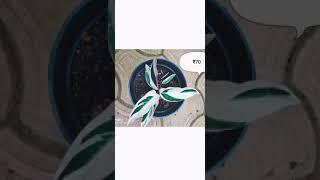 Calathea Combo Offer - 12 Plants at ₹1500
