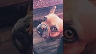 The Bulldog life. #frenchie #doglife #dogs #frenchie #bulldog