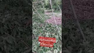 เหมือนมีพลังงานบางอย่างในสวนลำไย