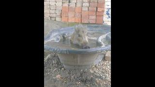 Секач Фунтик в джакузи. Купание кабанов. Wild boar bathing