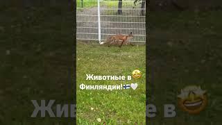 Животные в Финляндии! ️лиса бежит по городу 