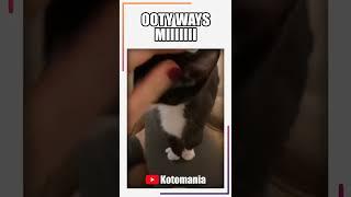 OOTY WAYS MIIIIIII #shorts #cat #funny #funnycats