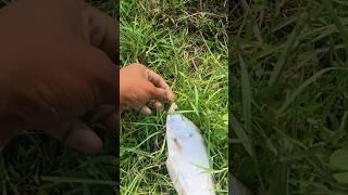 release fish fishing video video  #shorts​ #viral​ #youtubeshorts​ #tiktok​#