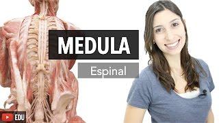 Sistema Nervoso 3/6: Medula Espinal | Anatomia e etc.