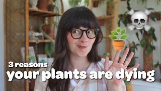 3 Questions for When Your Houseplant Dies