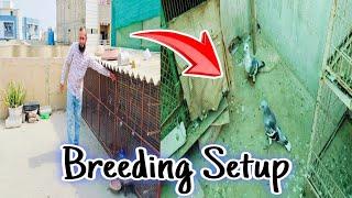 pigeon breeding setup | 1 subscriber Ka Shouq | pakistani kabootar .. ️