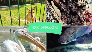 Zoo w płocku