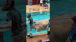 What aquarium is this?!                  : TikTok / ai.is.cursed