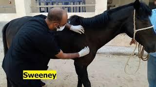 Fracture of radius & ulna and Sweeney of a horse\ Fractura de radio y cúbito y Sweeney de un caballo