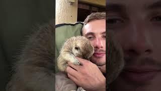 a  VERY SHY Meerkat!  #cuteanimals #funnyanimals #farmlife #animallover #animal