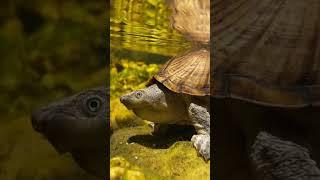 Razorback Musk Turtle Looks Like a Living Rock