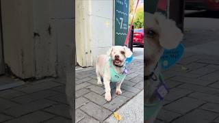 Adopt Peek-A-Boo at Muttville in San Francisco!