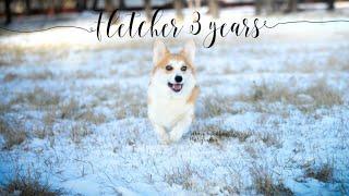 WELSH CORGI FLETCHER 3 YEARS OLD | HAPPY BIRTHDAY FLETCHER