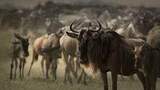 Blue Wildebeest Migration: The Greatest Show on Earth