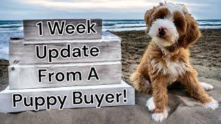 A Puppy From Our Mini Goldendoodle Litter Sends Me An Update! | MillieXDave- Orange Collar