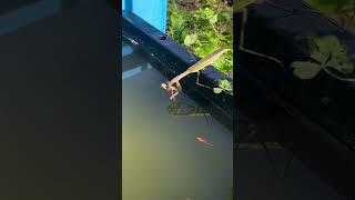 Praying Mantis Catching Medallions Fish @tub_medaka | Falcon Aquarium Services