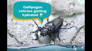 Callipogon relictus getting hydrated 