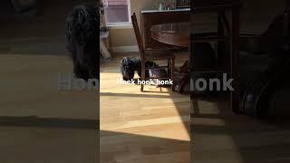 Havanese Honks at Cat #havanesedog #cat