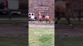 i’d say anything above 16.2! #saddleseat #horse #equestrian #saddlebred #asb
