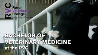 Bachelor of Veterinary Medicine at the RVC