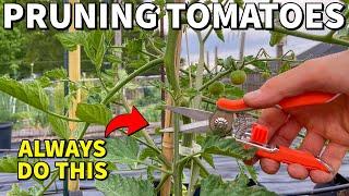 Prune ALL Of Your Tomato Plants Like This RIGHT NOW!