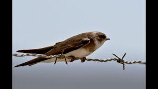 Sand martin 1h bird sound