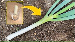 How to regrow green onions from kitchen scraps