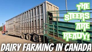 Shipping Steers, Fixing Gate, Combining Barley!