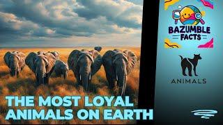 ELEPHANTS Are Smarter Than You Think!