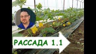 Как вырастить томаты ( помидоры) в теплице? Пересаживание пикировка рассады томатов помидоров