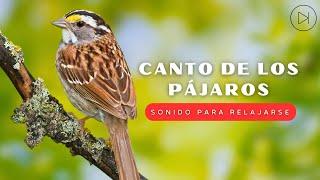 Natural Bird Sounds - Birdsong Relaxes The Mind, Relieves Stress And Fatigue